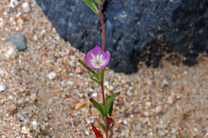 Clarkia purpurea, Winecup Clarkia